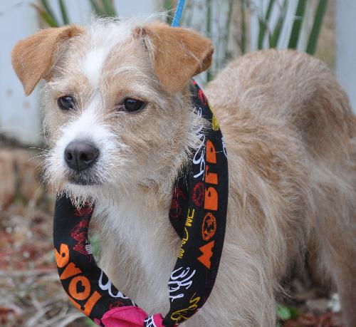 Noel the Terrier
