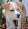 Noel the Terrier