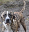 Lillie the Calm Companion Boxer