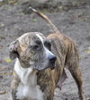 Lillie the Calm Companion Boxer