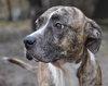 Lillie the Calm Companion Boxer