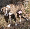 Lillie the Calm Companion Boxer