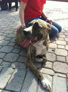 Lillie the Calm Companion Boxer