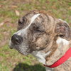 Lillie the Calm Companion Boxer