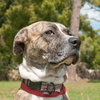 Lillie the Calm Companion Boxer