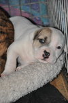 Billy the Puppy