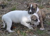 Billy the Puppy