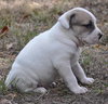 Billy the Puppy