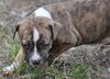 Millie the Boxer Puppy