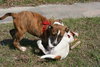 Millie the Boxer Puppy