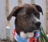 Rizzo the Boxer