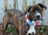 Rizzo the Boxer