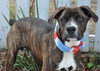 Rizzo the Boxer