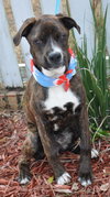 Rizzo the Boxer