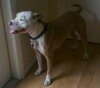 Perseus the Terrier    (VIDEO)