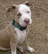 Perseus the Terrier    (VIDEO)