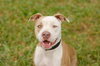 Perseus the Terrier    (VIDEO)