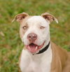 Perseus the Terrier    (VIDEO)