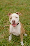 Perseus the Terrier    (VIDEO)