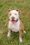 Perseus the Terrier    (VIDEO)