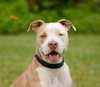 Perseus the Terrier    (VIDEO)
