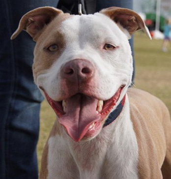 Perseus the Terrier    (VIDEO)