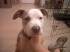 Perseus the Terrier    (VIDEO)