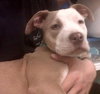 Perseus the Terrier    (VIDEO)