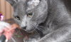 Smokey