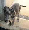 Nikon the Catahoula Puppy