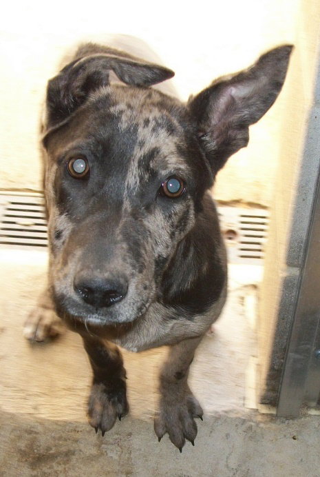 Nikon the Catahoula Puppy