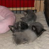 Meeko the Kitten