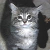 Meeko the Kitten
