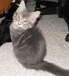 Meeko the Kitten