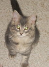 Meeko the Kitten
