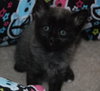 Tonto the Kitten