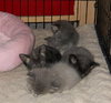 Tonto the Kitten