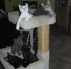 Tonto the Kitten