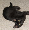 Tonto the Kitten