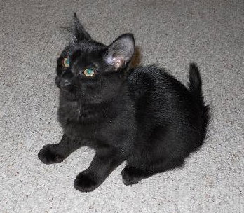 Tonto the Kitten