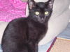 Lt. Brix the Kitten