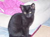 Lt. Brix the Kitten