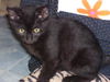 Lt. Brix the Kitten