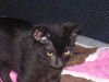 Lt. Brix the Kitten
