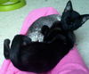 Lt. Brix the Kitten