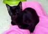 Lt. Brix the Kitten