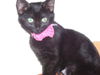 Olivia the Gentle Kitten
