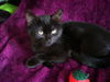 Olivia the Gentle Kitten