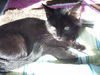 Olivia the Gentle Kitten