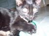 Truffles the Loving Kitten
